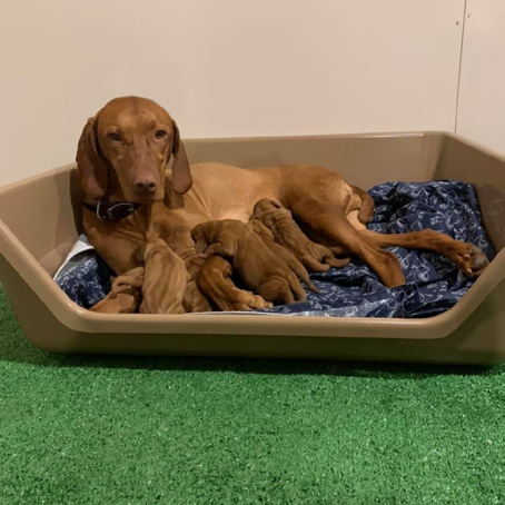 Shirley K's plastic whelping box with dog and puppies