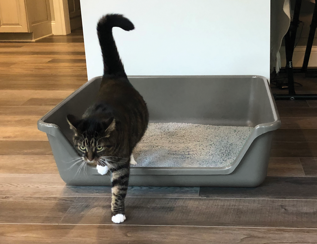 Cat stepping out of Shirley K's large plastic cat litter box