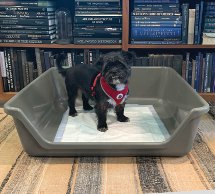 Shirley K's heavy-gauge HDPE indoor puppy potty