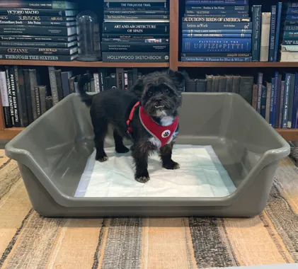Shirley K's heavy-gauge HMW-HDPE indoor puppy potty