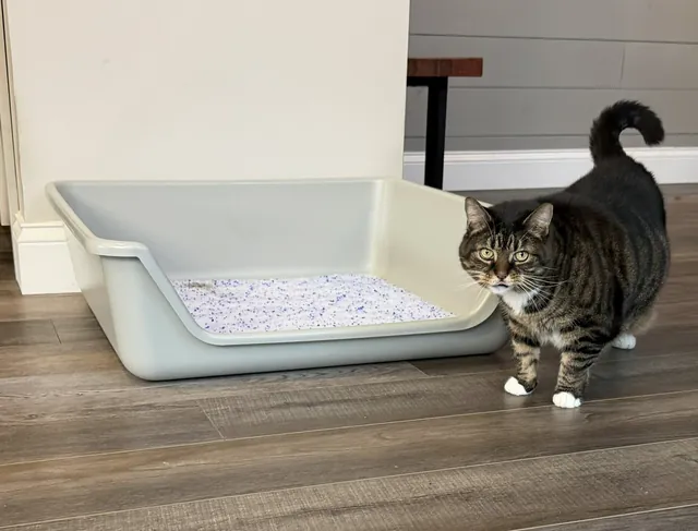 Gray Shirley K's senior cat litter box with a tabby cat beside it